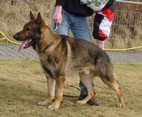Lobo von der Schiffslache Lobo von der Schiffslache