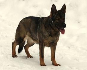 Akita vom schwarzen Troll Akita vom schwarzen Troll