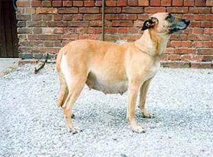 Kora von Löwenfels Kora von Löwenfels