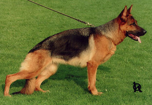 Elvy vom Dänischen Hof Elvy vom Dänischen Hof