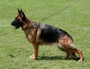 dog image background
