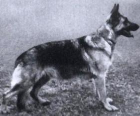 Assie vom Hexenkolk Assie vom Hexenkolk