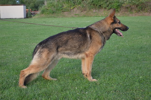Cassius von der wilden Horde Cassius von der wilden Horde