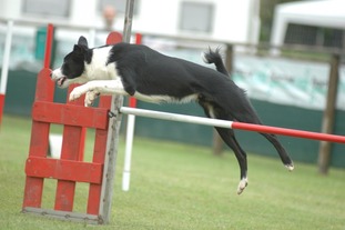 Fetch Granting Pleasure Fetch Granting Pleasure