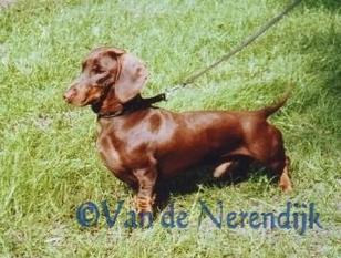 Atilla van de Nerendijk Atilla van de Nerendijk