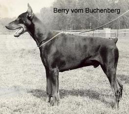Berry vom Buchenberg Berry vom Buchenberg