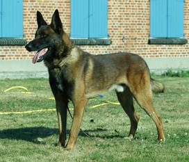 Nierlenders Carl Nierlenders Carl