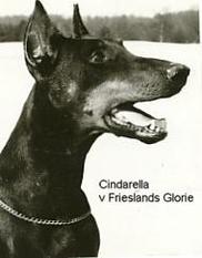 Cindarella van Frieslands Glorie Cindarella van Frieslands Glorie