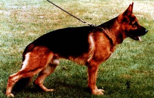 Borex aus dem schwarzen Zwinger Borex aus dem schwarzen Zwinger