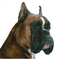 Ike von Reichersberg Ike von Reichersberg
