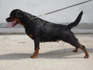 Daxi Wonix Rott Daxi Wonix Rott