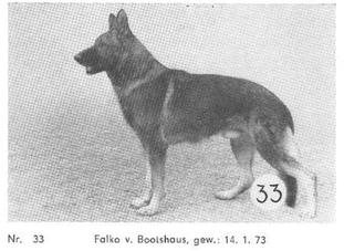 Falko vom Bootshaus Falko vom Bootshaus