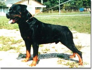 Hogan von Gambrinus Hogan von Gambrinus