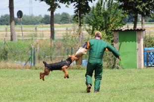 Cäsar vom Tringensteiner Schelderwald Cäsar vom Tringensteiner Schelderwald