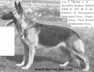 Biene zu den dreizehn Buchen Biene zu den dreizehn Buchen