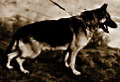 Erko von den Härdten Erko von den Härdten