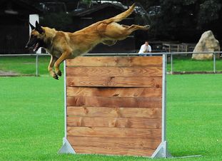 Luna von den Lausbuben Luna von den Lausbuben