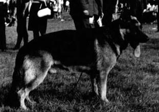 Sam von der Wienerau Sam von der Wienerau