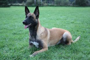Bombastic Chester vom gelben Juwel Bombastic Chester vom gelben Juwel