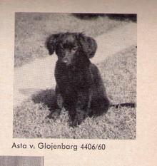 Asta vom Glojenbarg Asta vom Glojenbarg