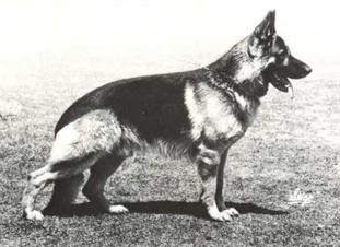 Hasso von der grünen Laterne Hasso von der grünen Laterne