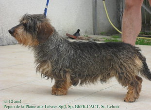 Pepito de la Plaine aux Lièvres Pepito de la Plaine aux Lièvres