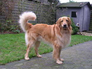Astor vom Bettlingshof Astor vom Bettlingshof