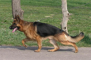 Lukas von Haus Yü Lukas von Haus Yü