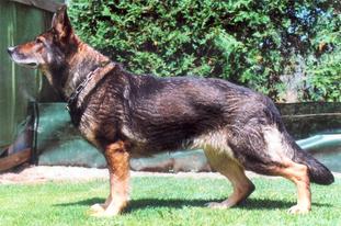 Xena vom Elfenschloß Xena vom Elfenschloß