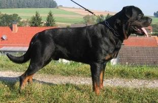 Hero von den Hassberghöhen Hero von den Hassberghöhen