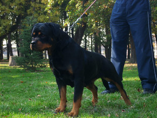 Hana (KSS/JR/714705 RW) Hana (KSS/JR/714705 RW)