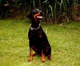 Bea von der Scheltheide Bea von der Scheltheide