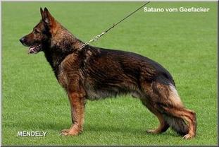 Satano vom Geefacker Satano vom Geefacker