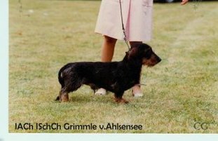 Grimmle vom Ahlsensee Grimmle vom Ahlsensee