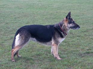 Gina von der Geißheide Gina von der Geißheide