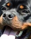 Zara cro rott zara cro rott