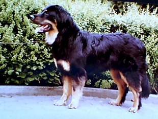 Arkon von der Schildesche Arkon von der Schildesche