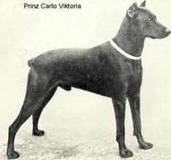 Prinz Carlo Victoria (v.Düsseltal) Prinz Carlo Victoria (v.Düsseltal)