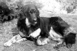 Finny von der Ehrenpforte Finny von der Ehrenpforte