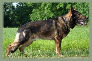 Enzo von der Mohnwiese Enzo von der Mohnwiese