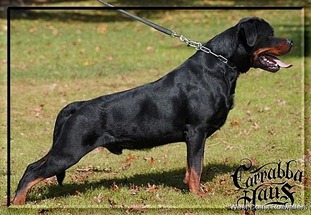 Ians Yago vom Haus Walker Ians Yago vom Haus Walker