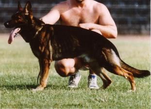 Yogy vom Wolfendobel Yogy vom Wolfendobel