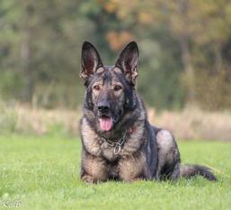 Gina vom Wolfsblut Gina vom Wolfsblut