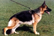 dog image background