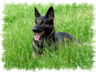 Gina aus dem Elbtal Gina aus dem Elbtal