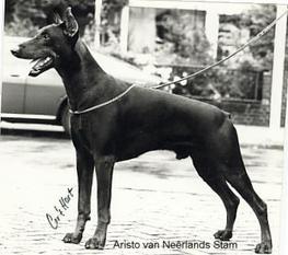 Graaf Aristo van Neerlands Stam Graaf Aristo van Neerlands Stam