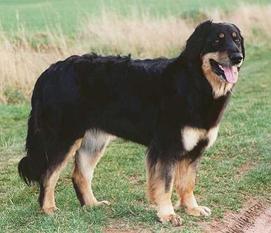 Inky von der Wolfser Höhe Inky von der Wolfser Höhe