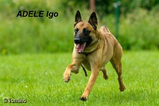 Adele Igo Adele Igo