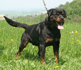 Groll von den Hassberghöhen Groll von den Hassberghöhen