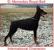 Mercedes Royal Bell Mercedes Royal Bell